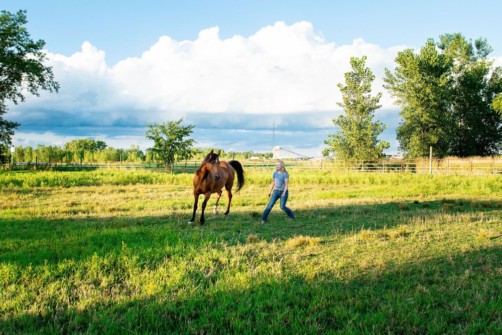 toledo ohio horse liberty work photos