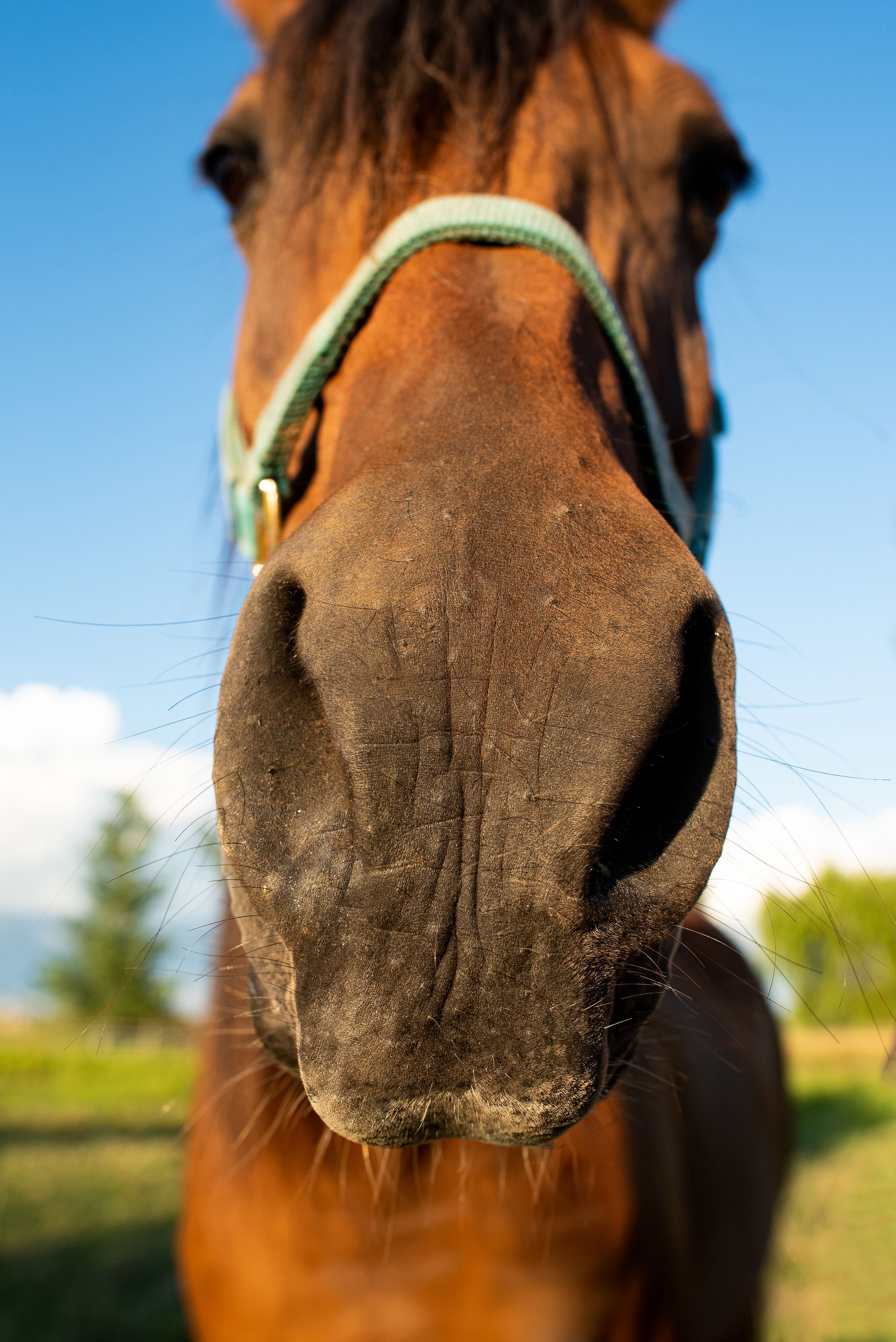 horse nose 