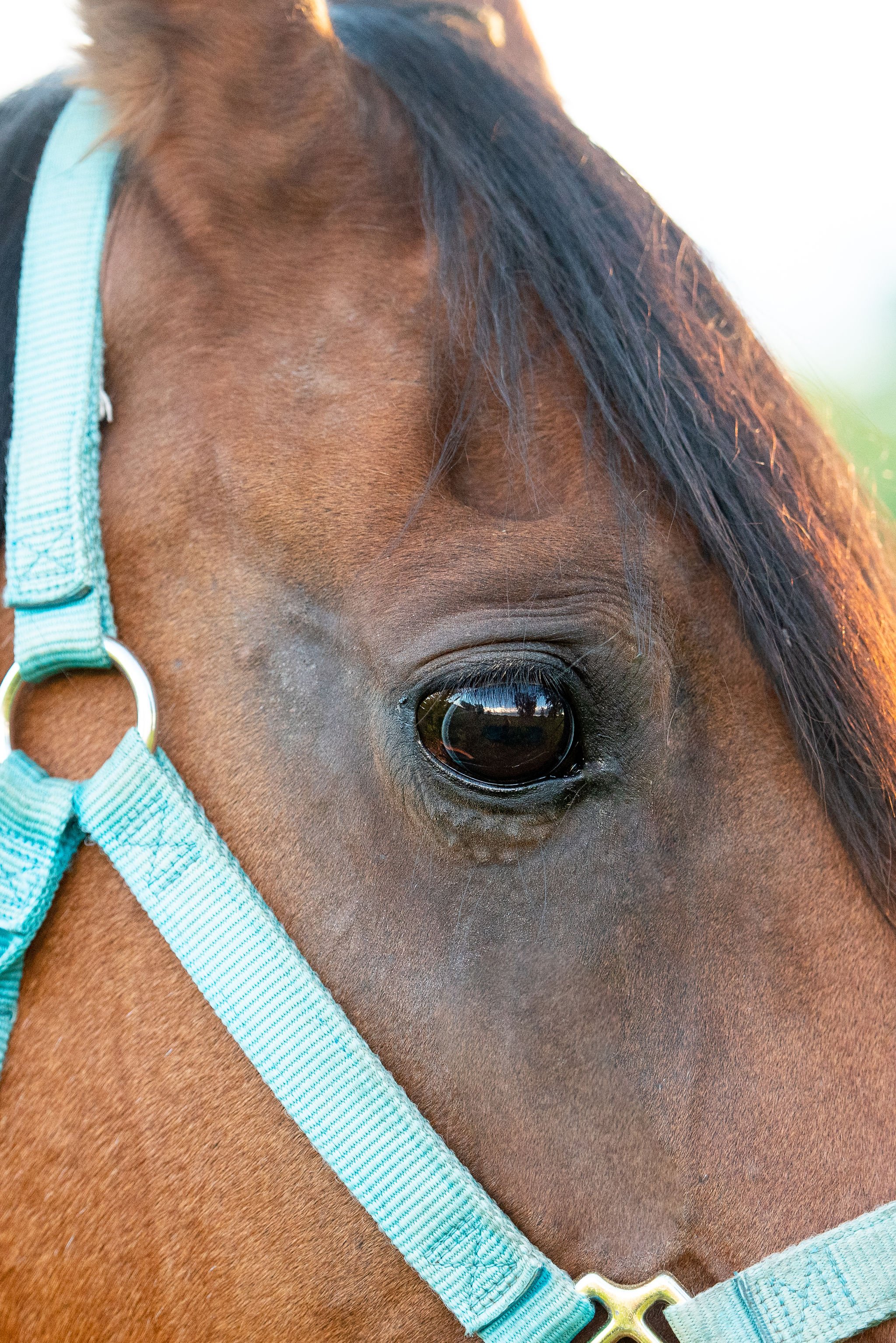 horse eye photo