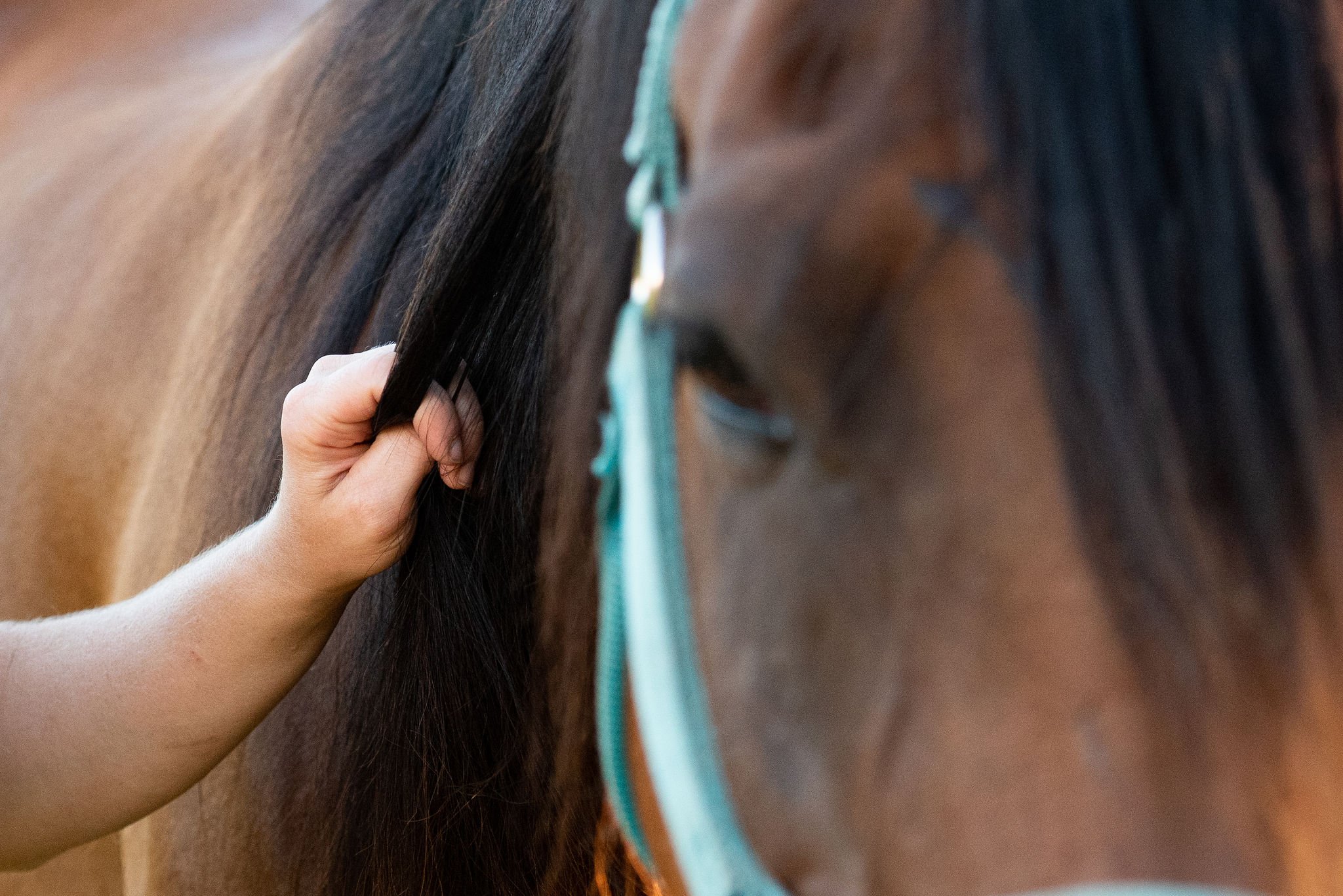 Horse photos 