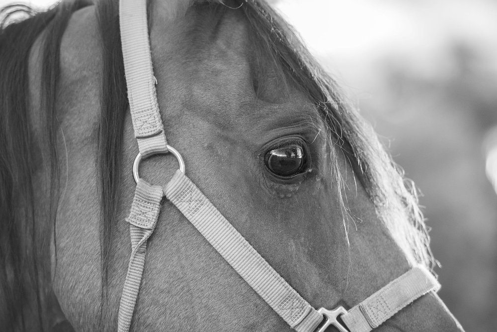 horse eye photo