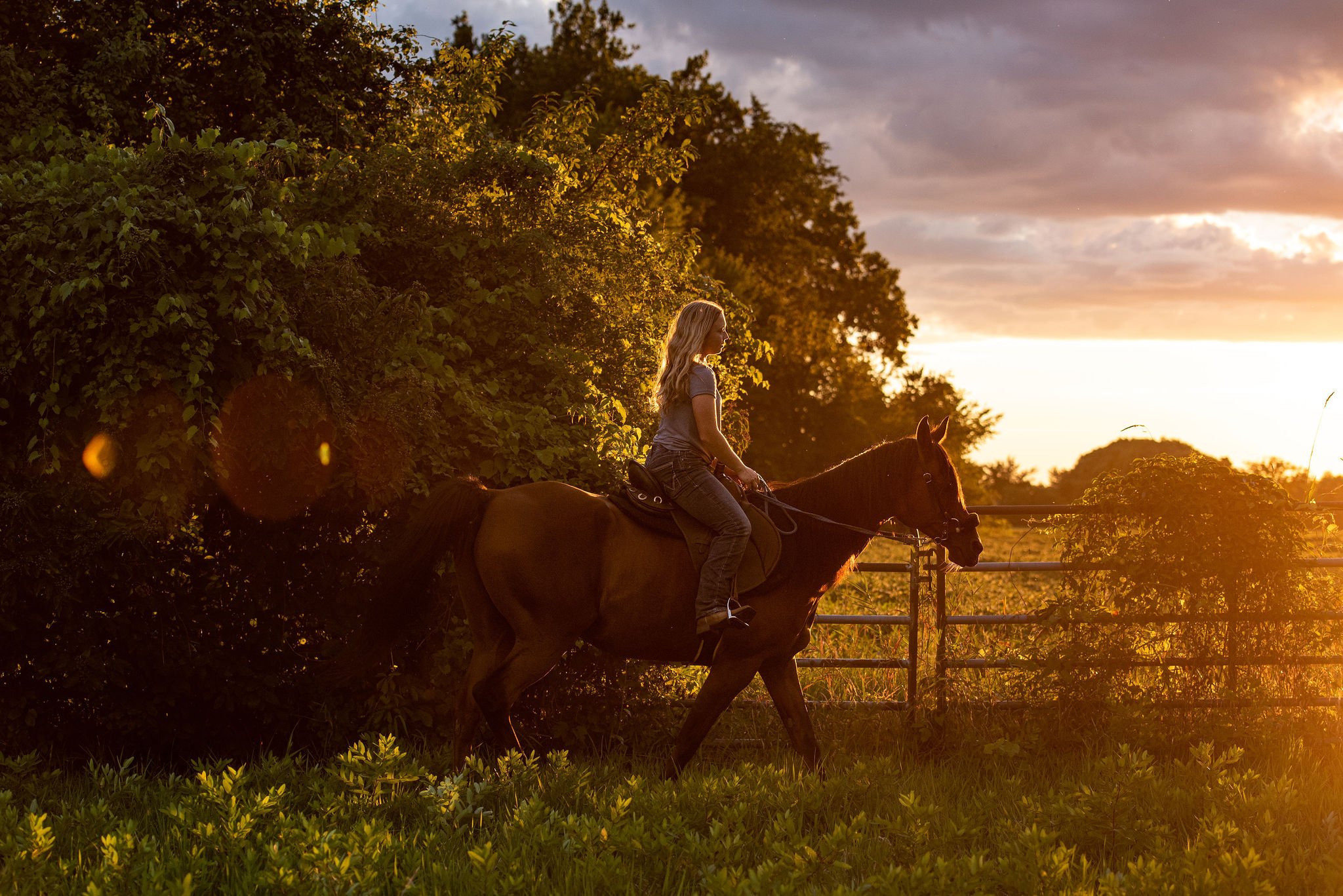 horse sunset photos 