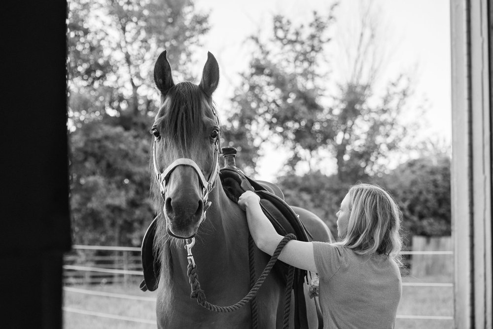 toledo ohio horse photography 