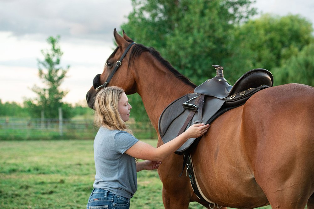 toledo ohio horse photography 