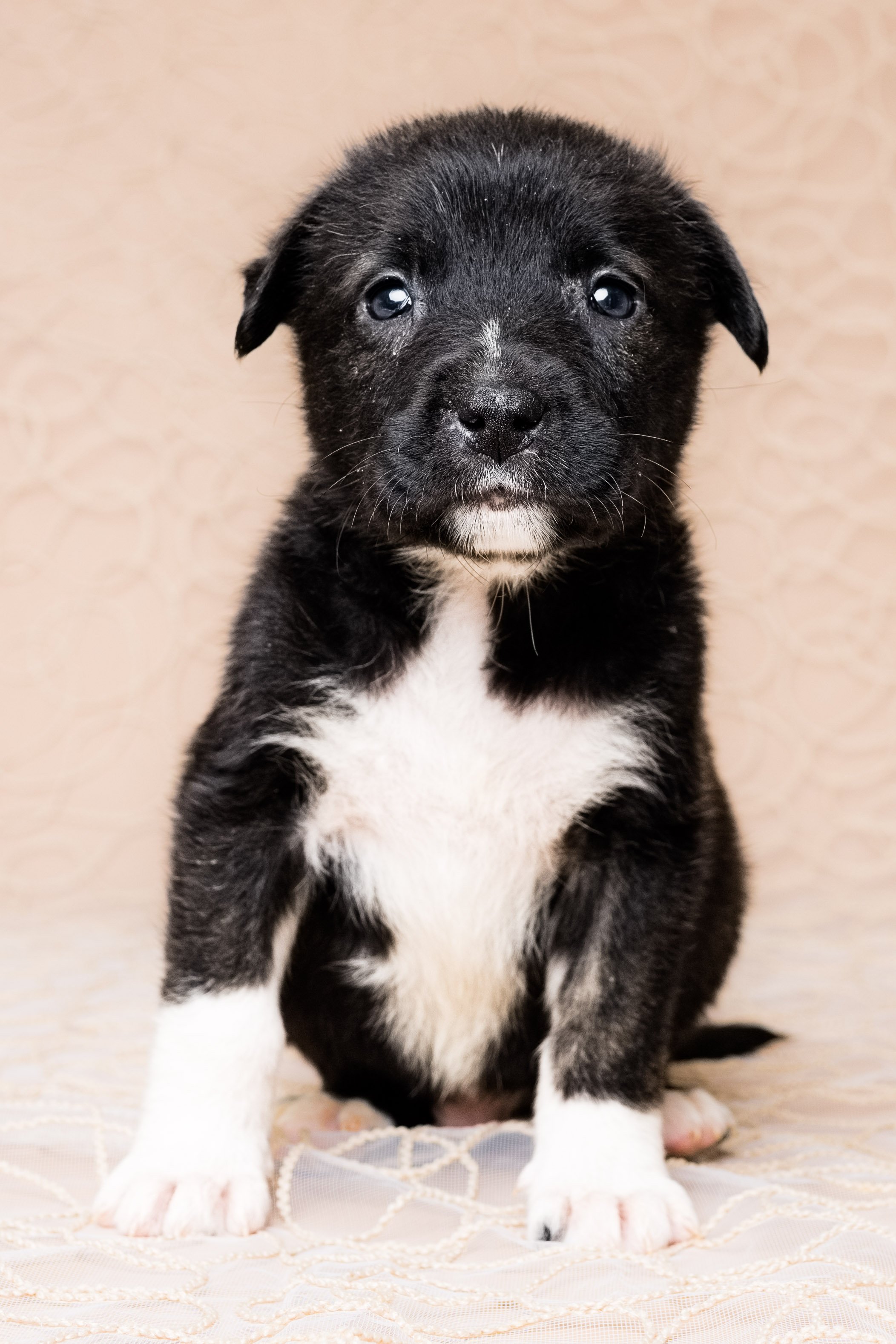 ohio puppy Photography 