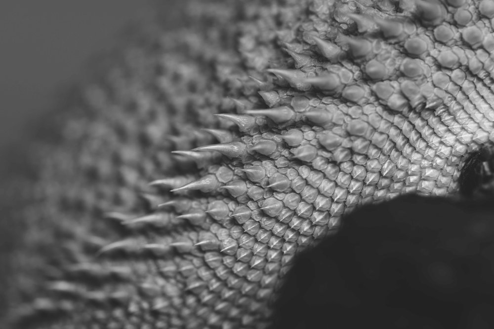 lizard scales photo