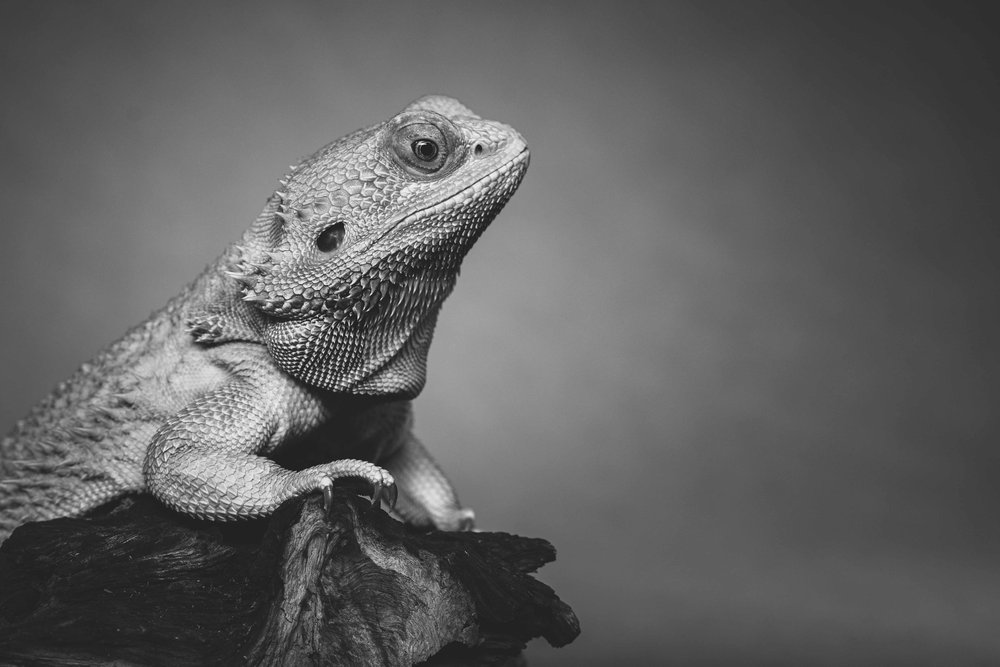 lizard photographer 