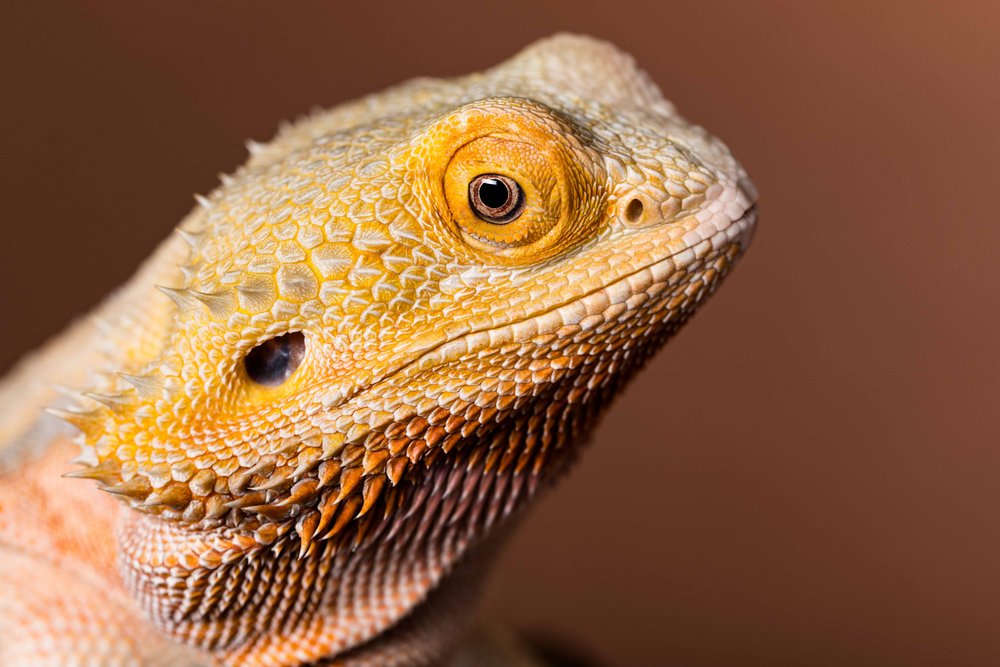 ohio bearded dragon photos