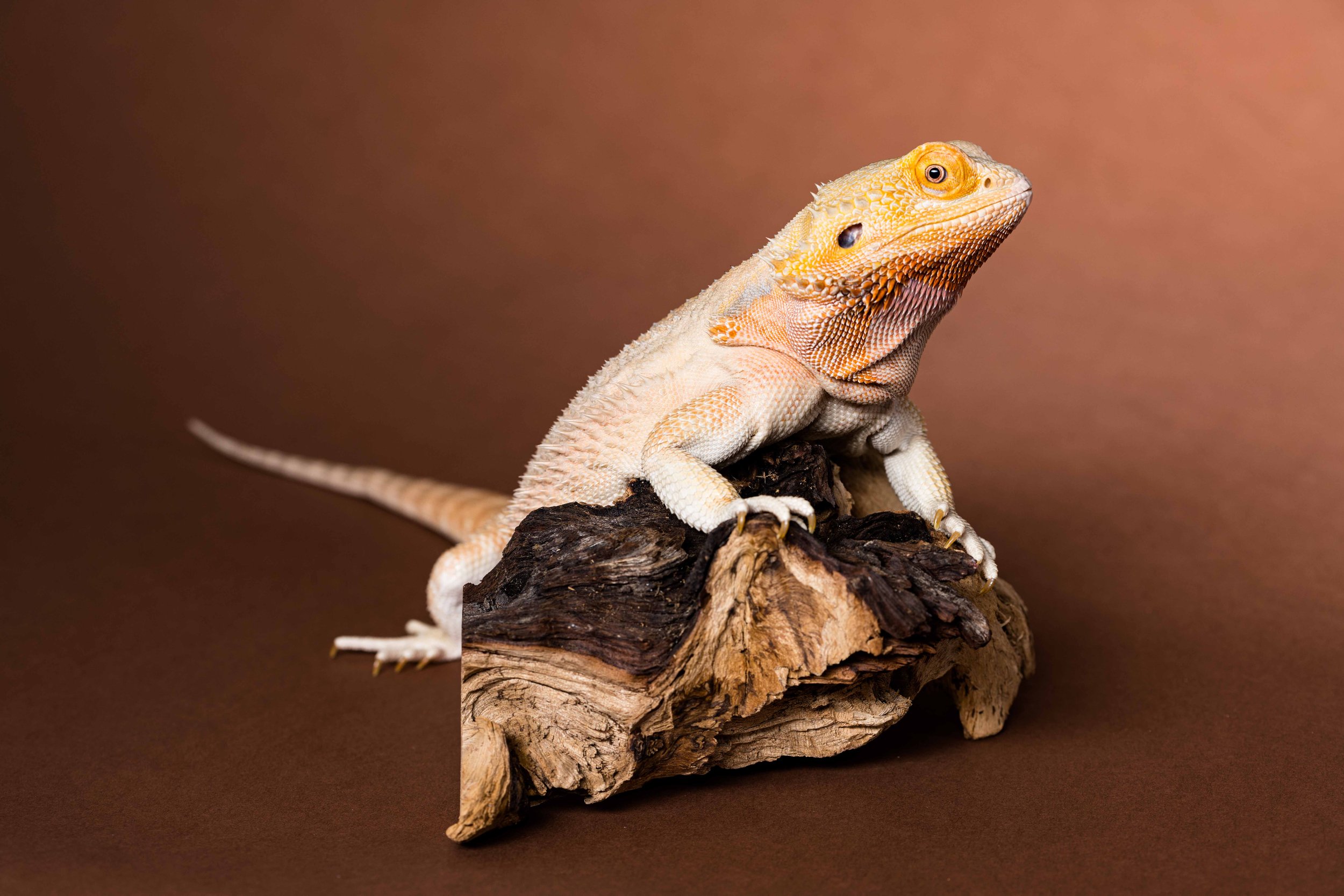 sylvania ohio bearded dragon 