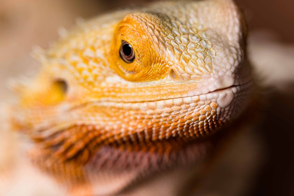 lizard photo