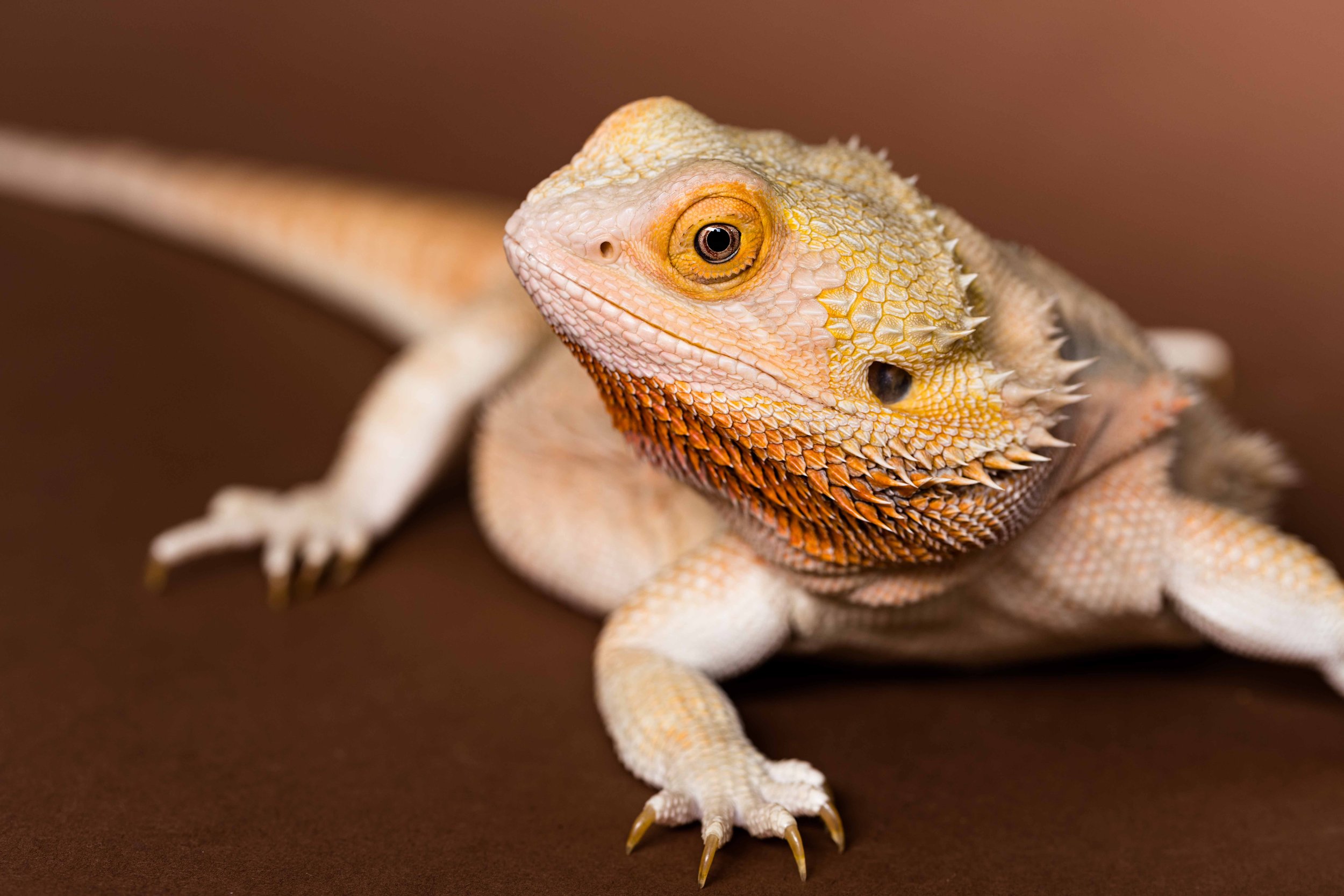 toledo exotic pet photographer 