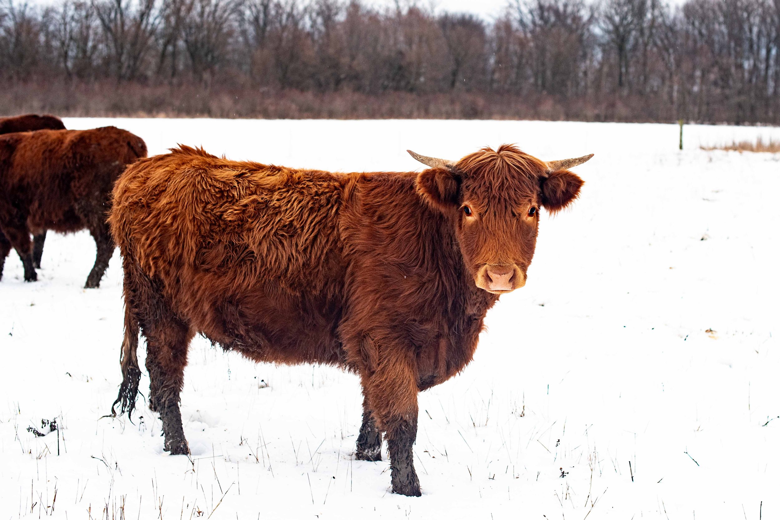 ohio farm photos 