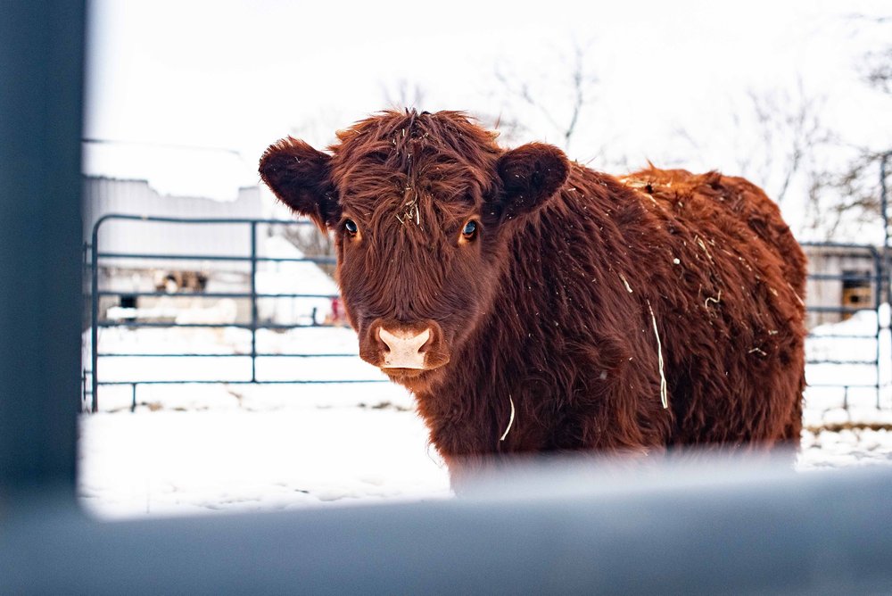 highland calf photos