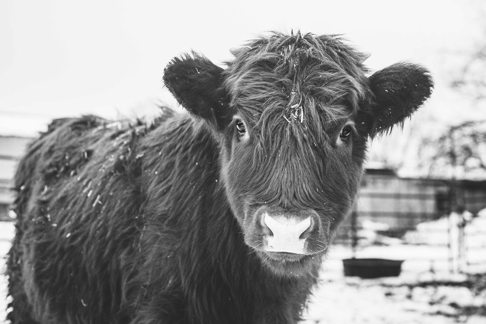 baby highland cow photo