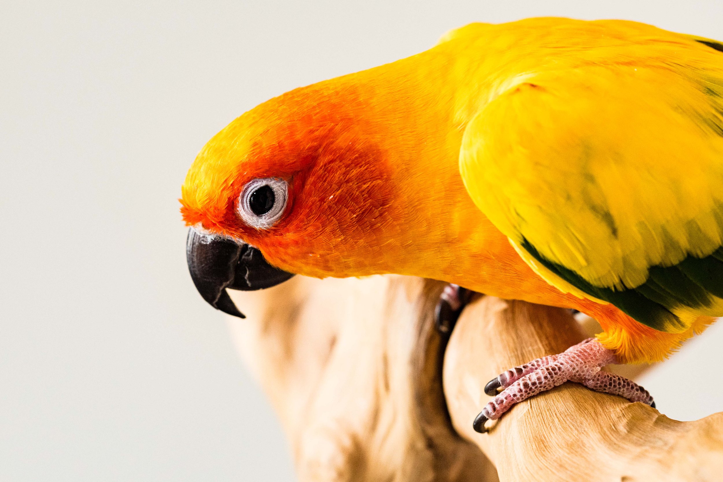 exotic pet Photography 