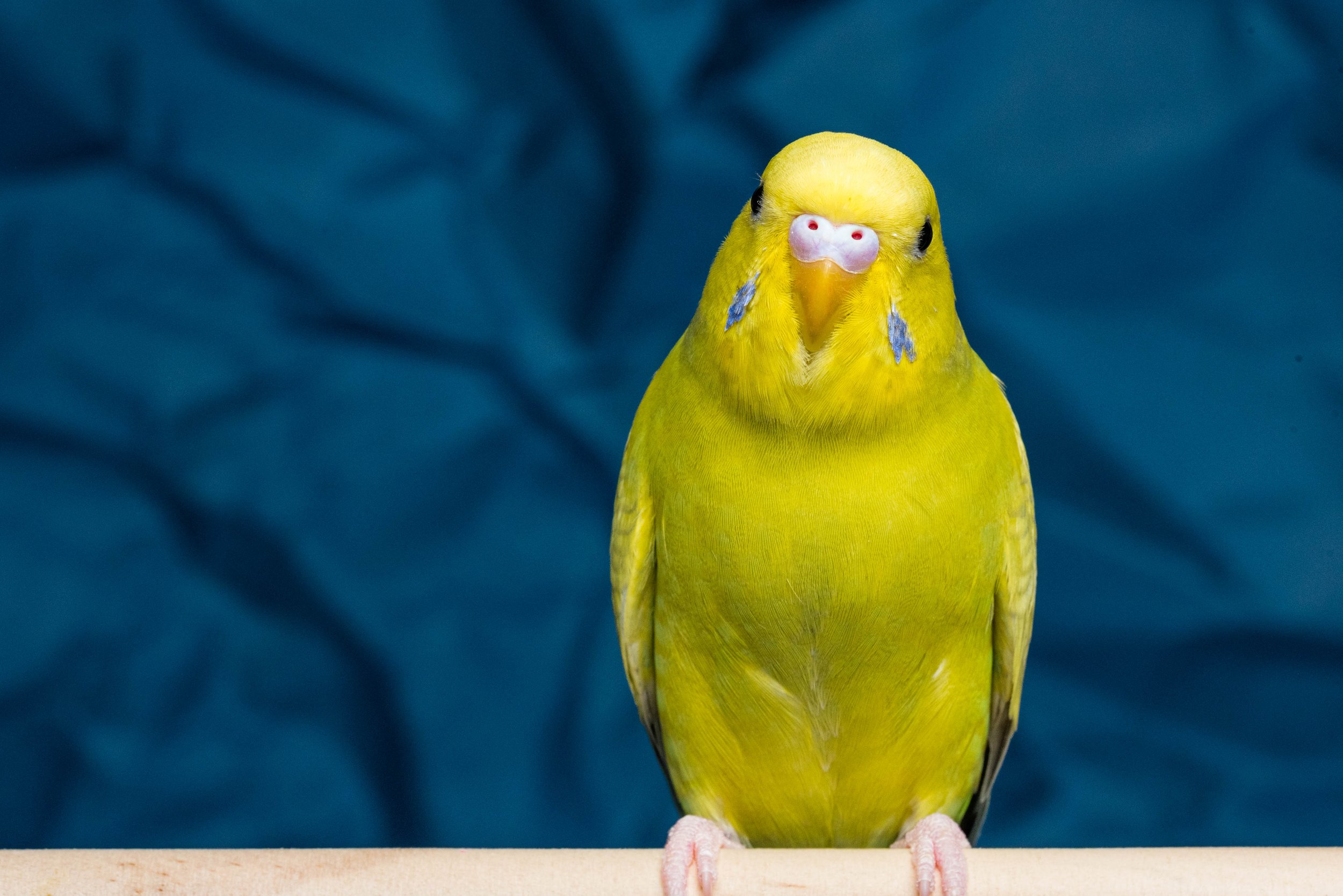 toledo ohio parakeet  photos