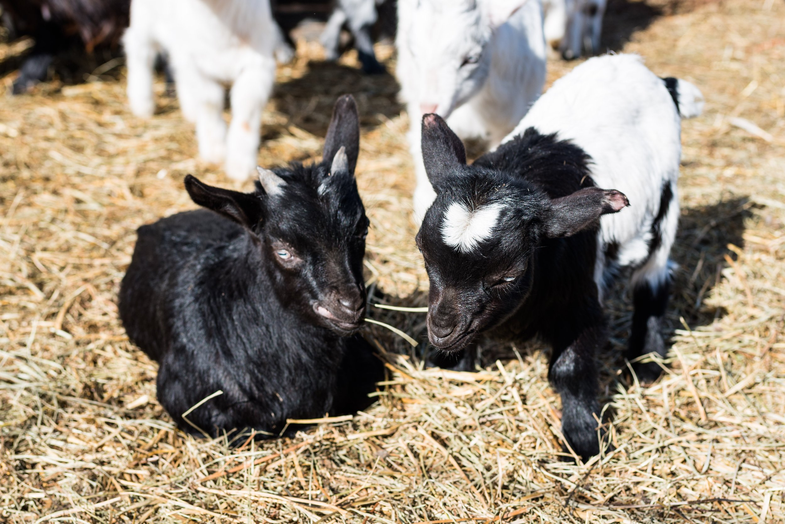 toledo baby goat photos