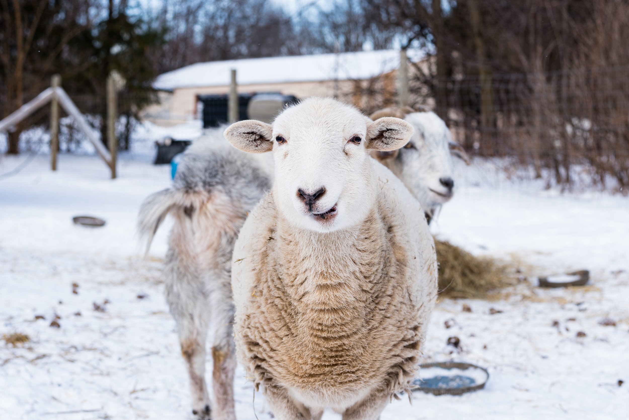 toledo ohio sheep photos