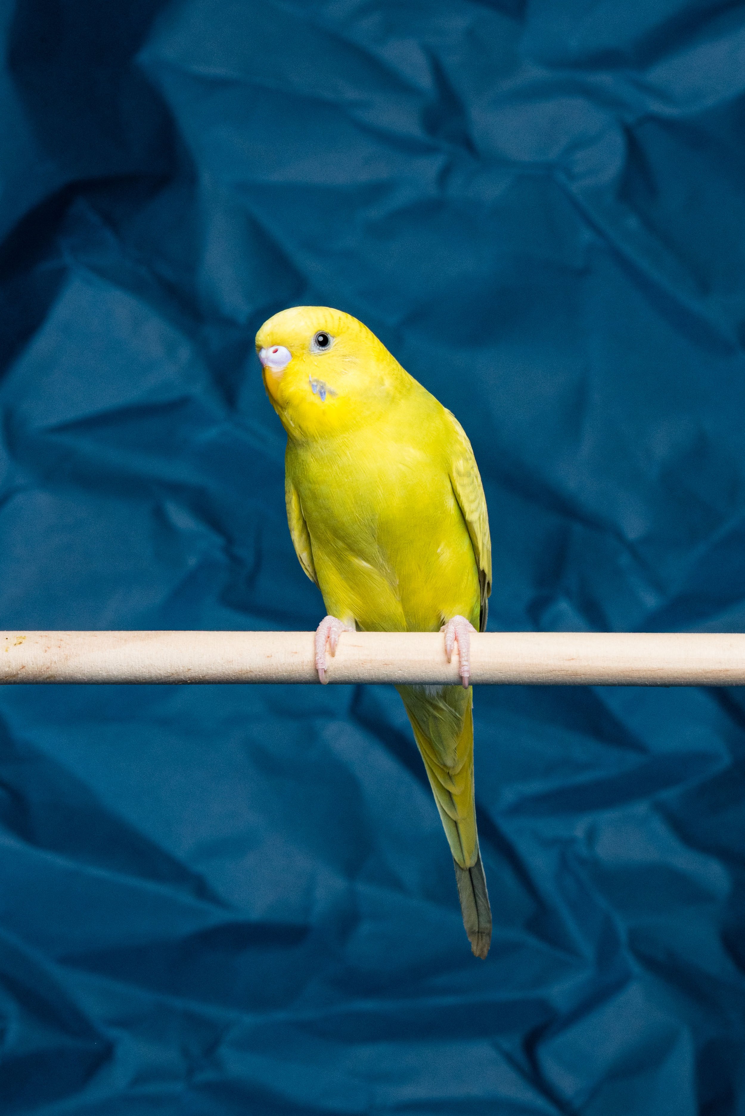 toledo parakeet photo