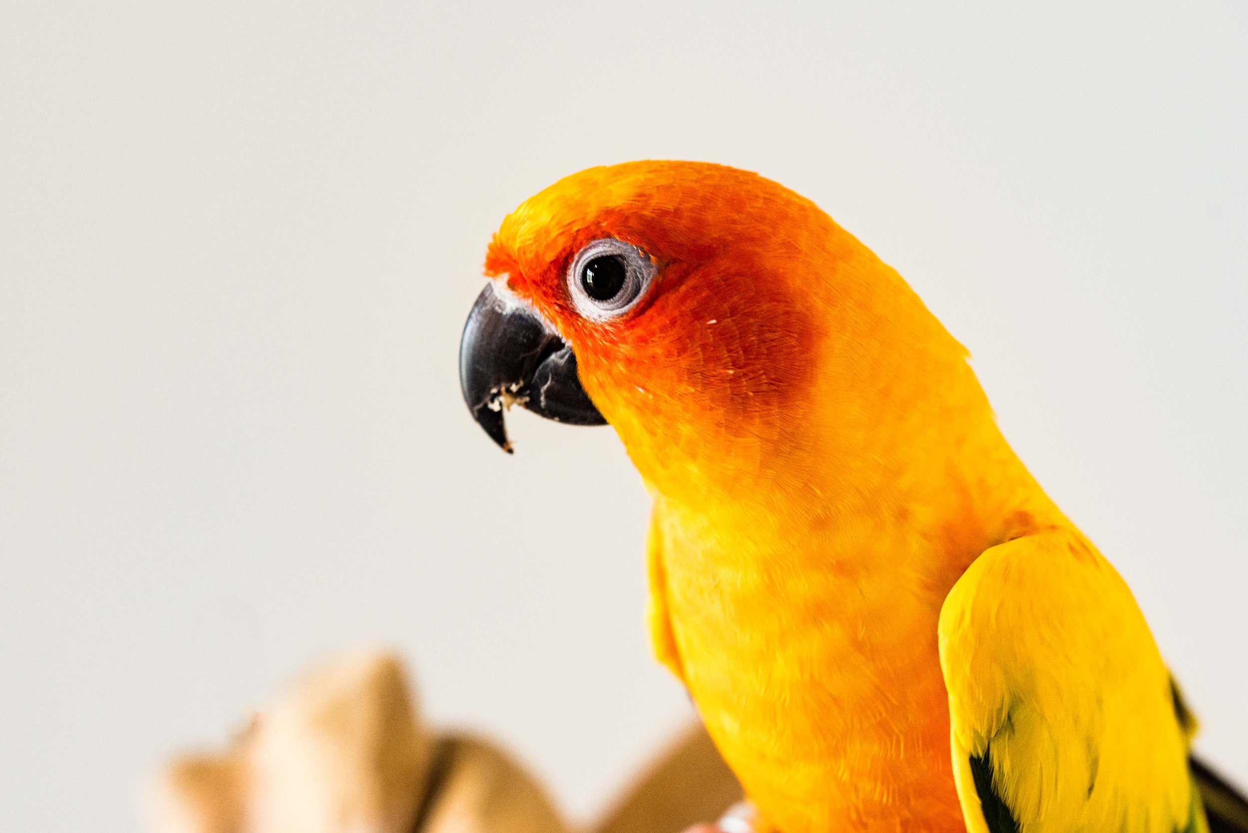 toledo bird photographer 