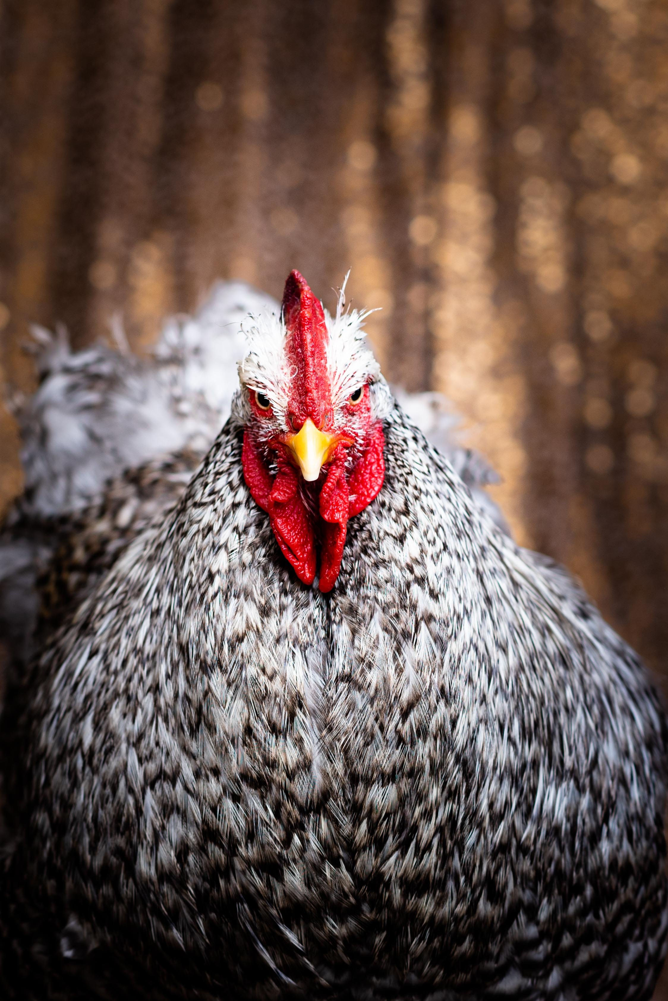 toledo ohio rooster photographer 