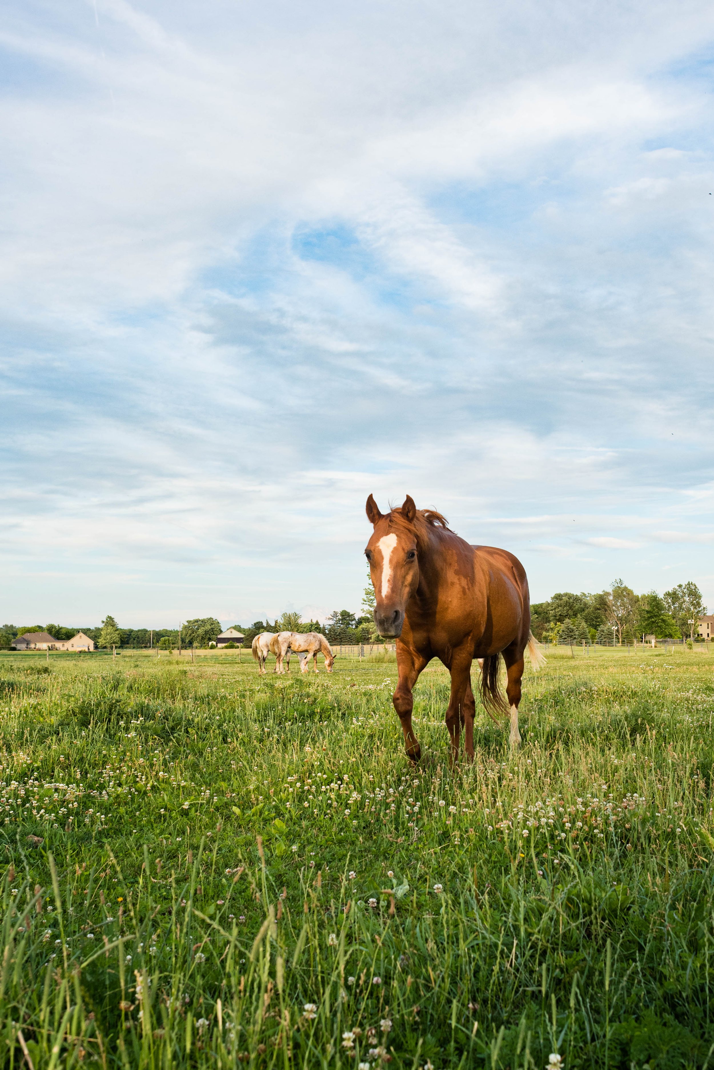 toledo ohio horse photo