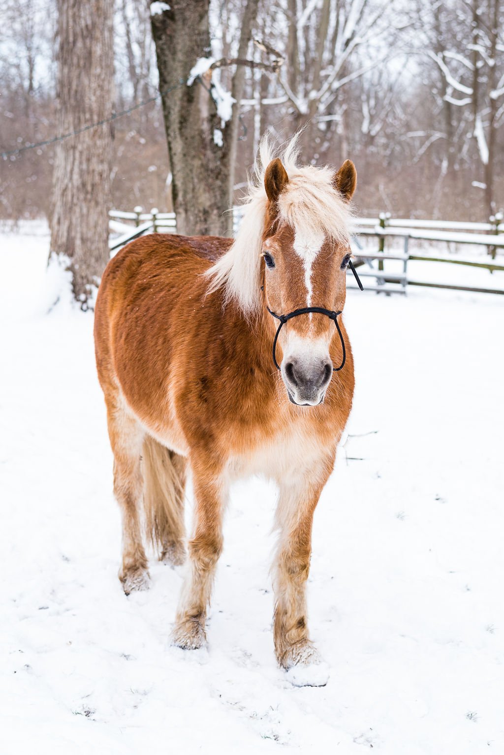 horse pictures 