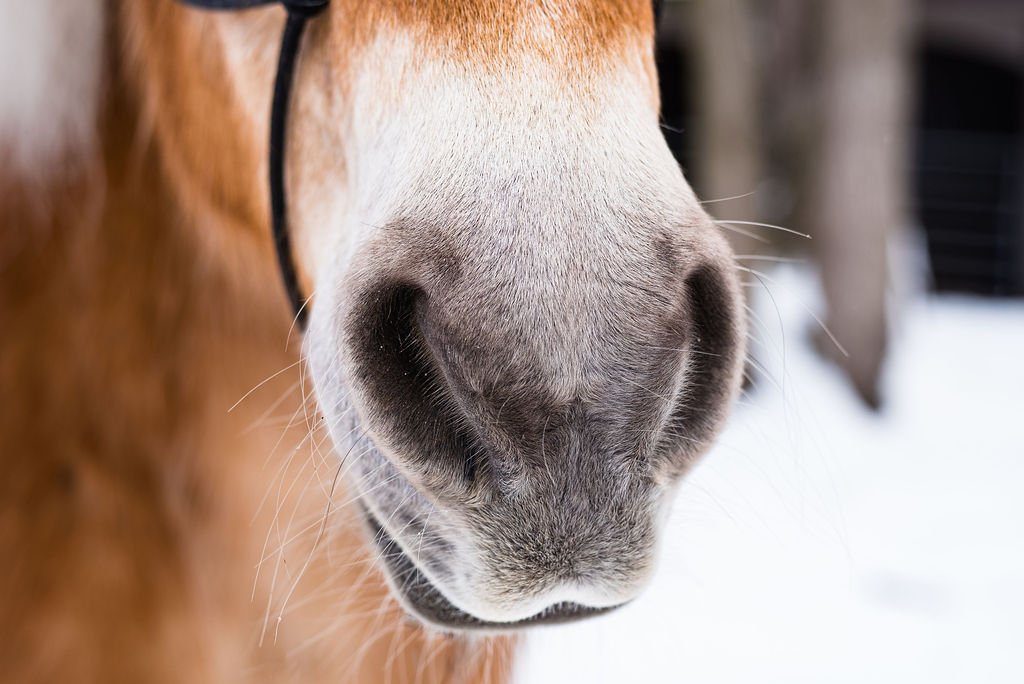 horse nose 