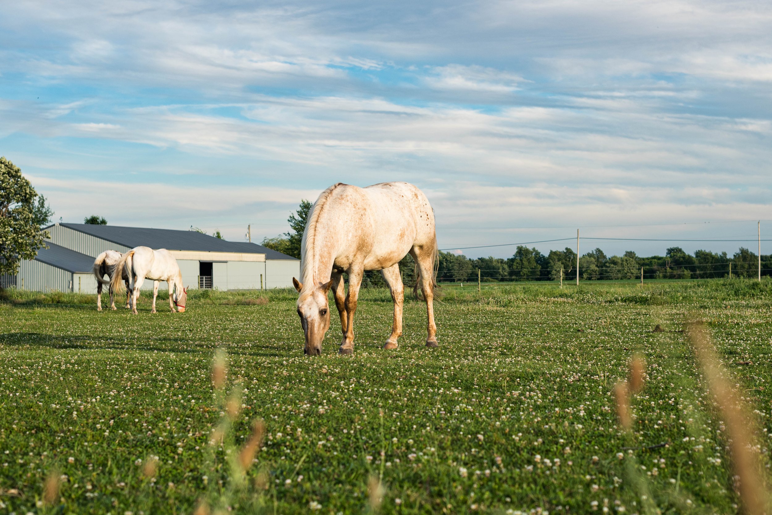 horse in field photos