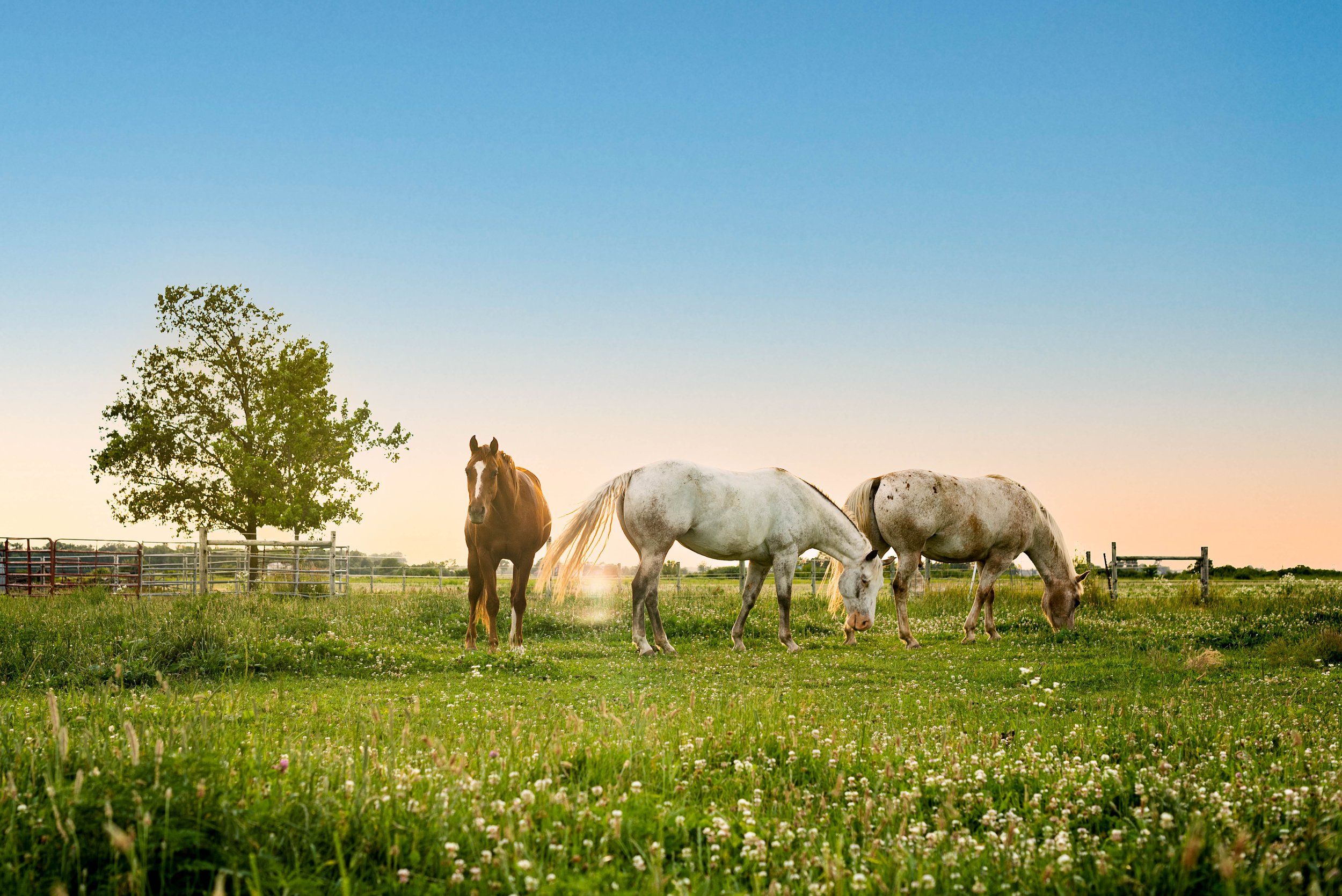 horses in field at sunset 