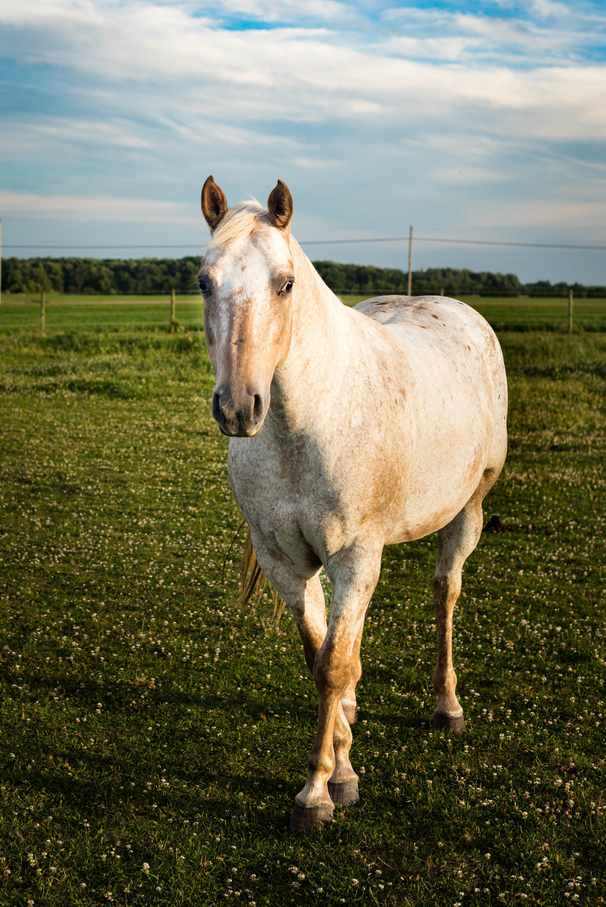 white horse photos