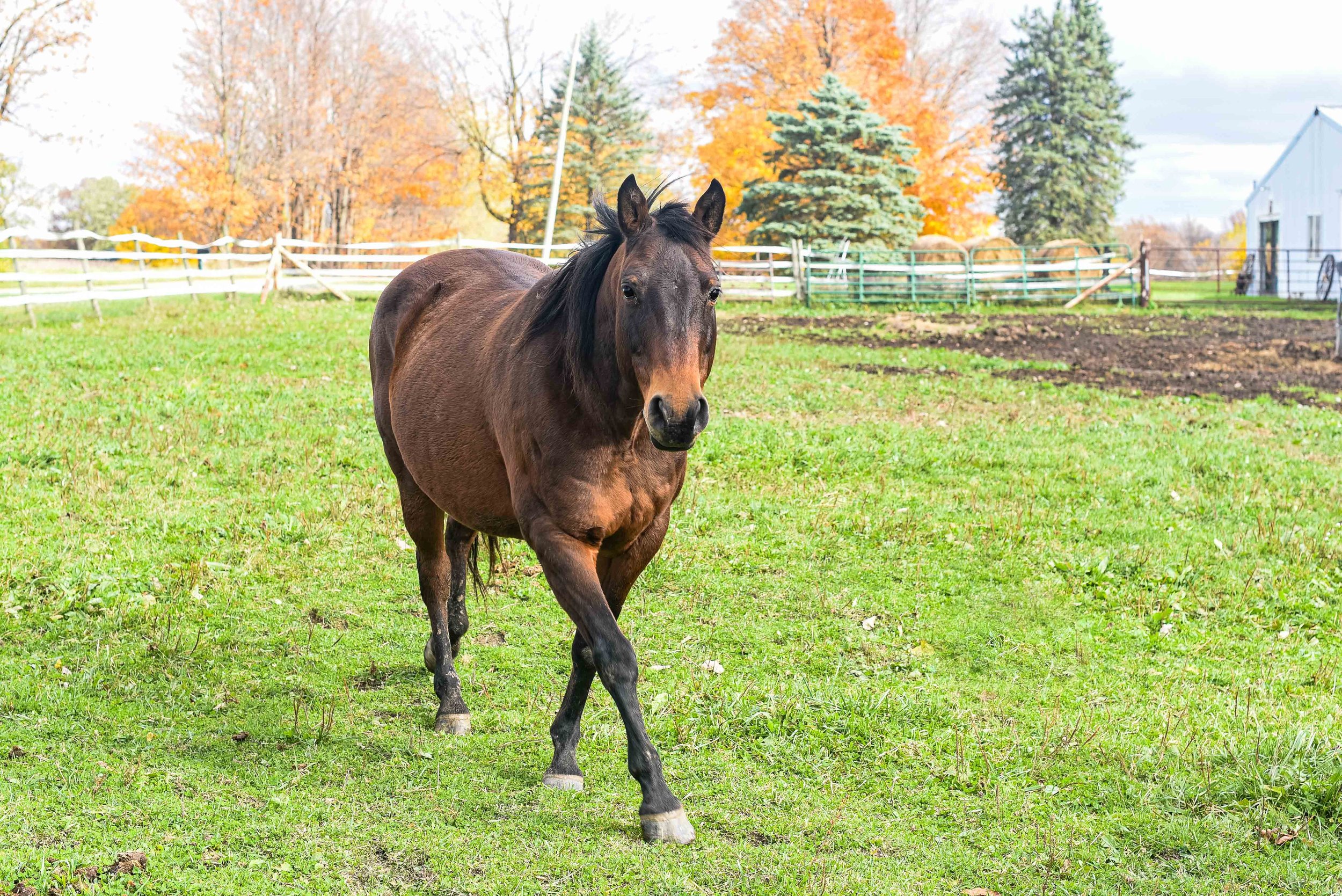 ohio horse photographer 