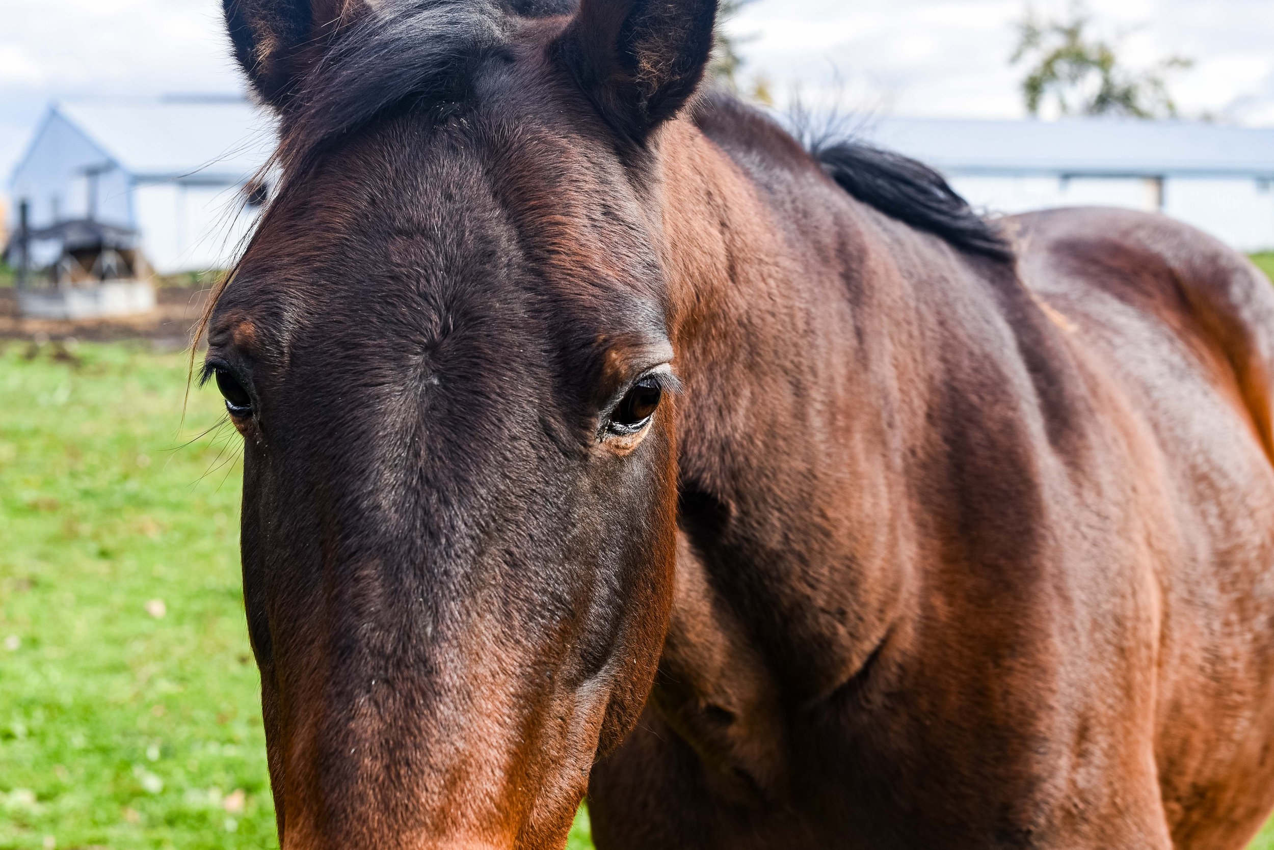 horse photo