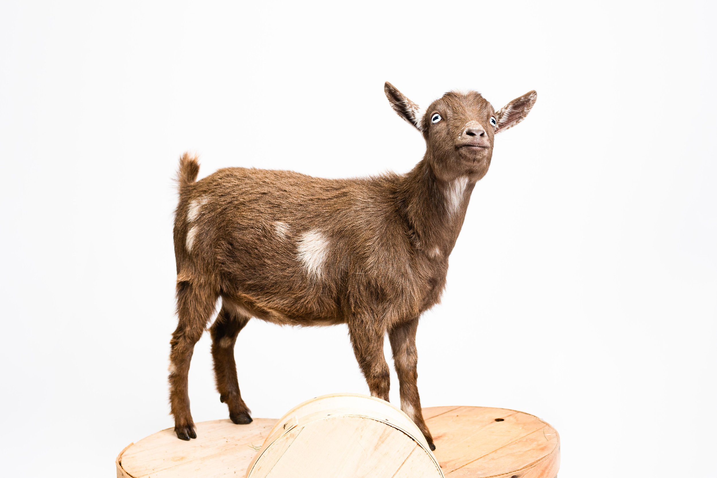 toledo goat photos