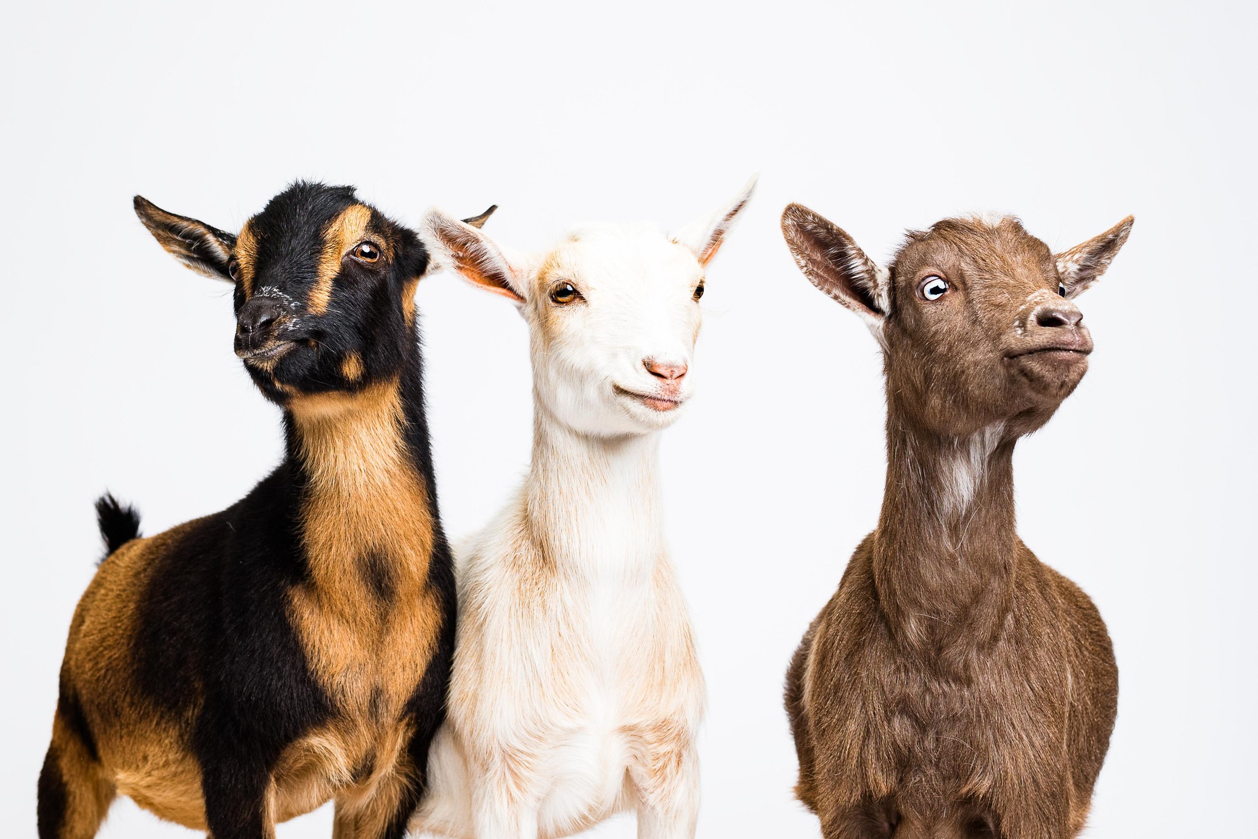 toledo ohio goat portraits