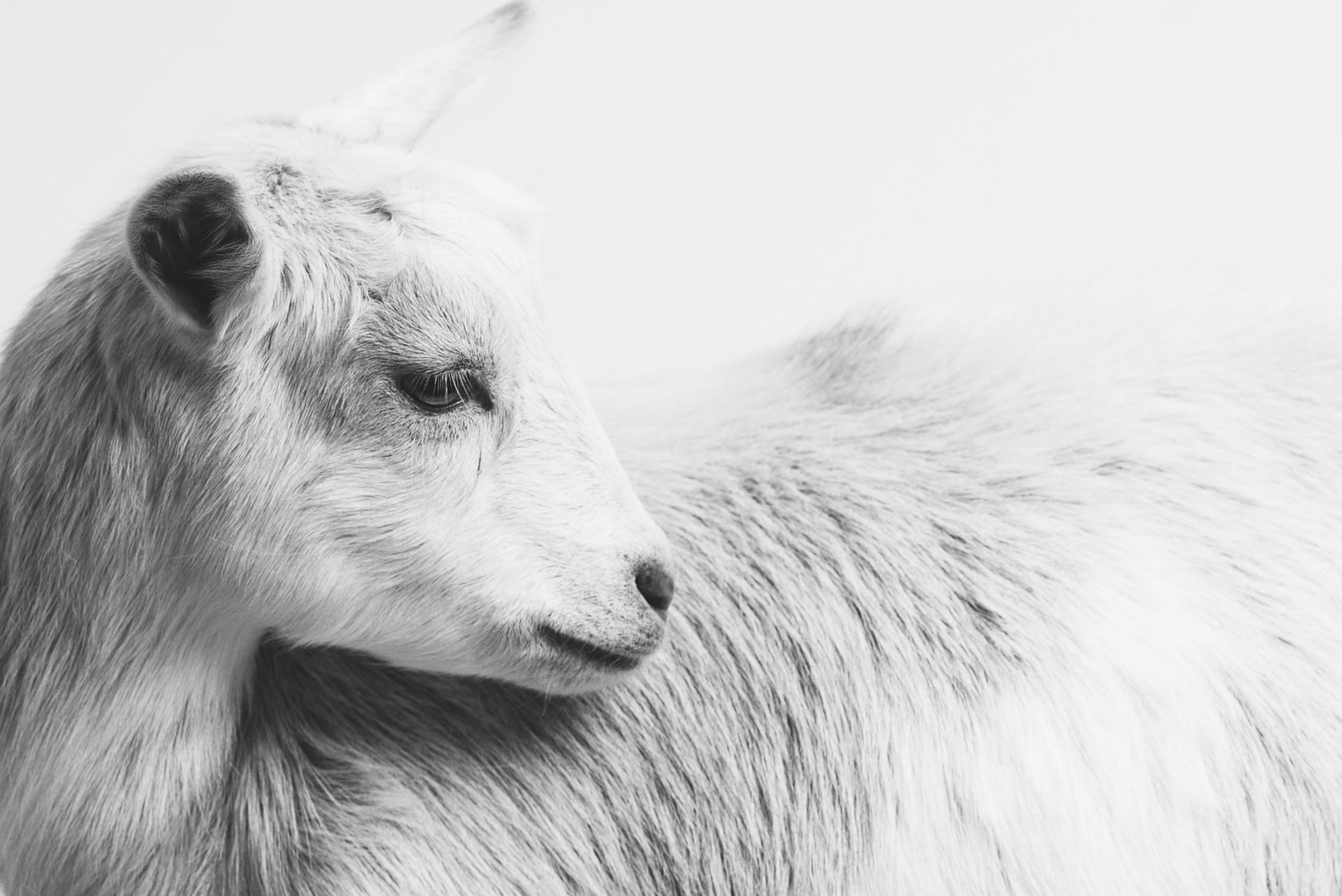 black and white photo of goat