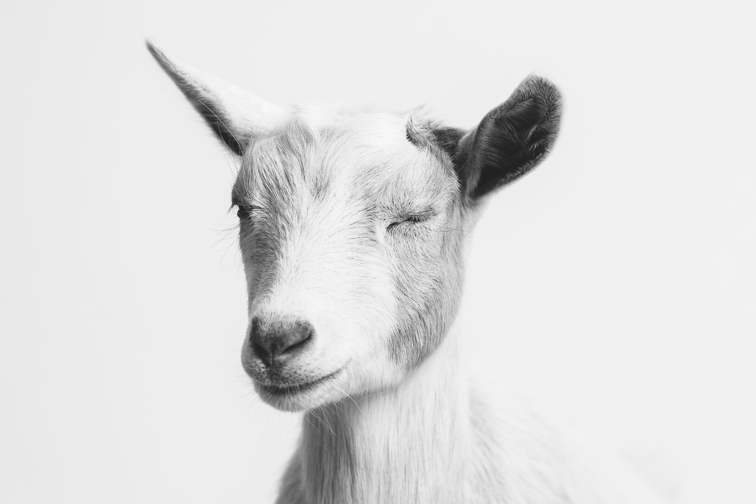 photos of goats 