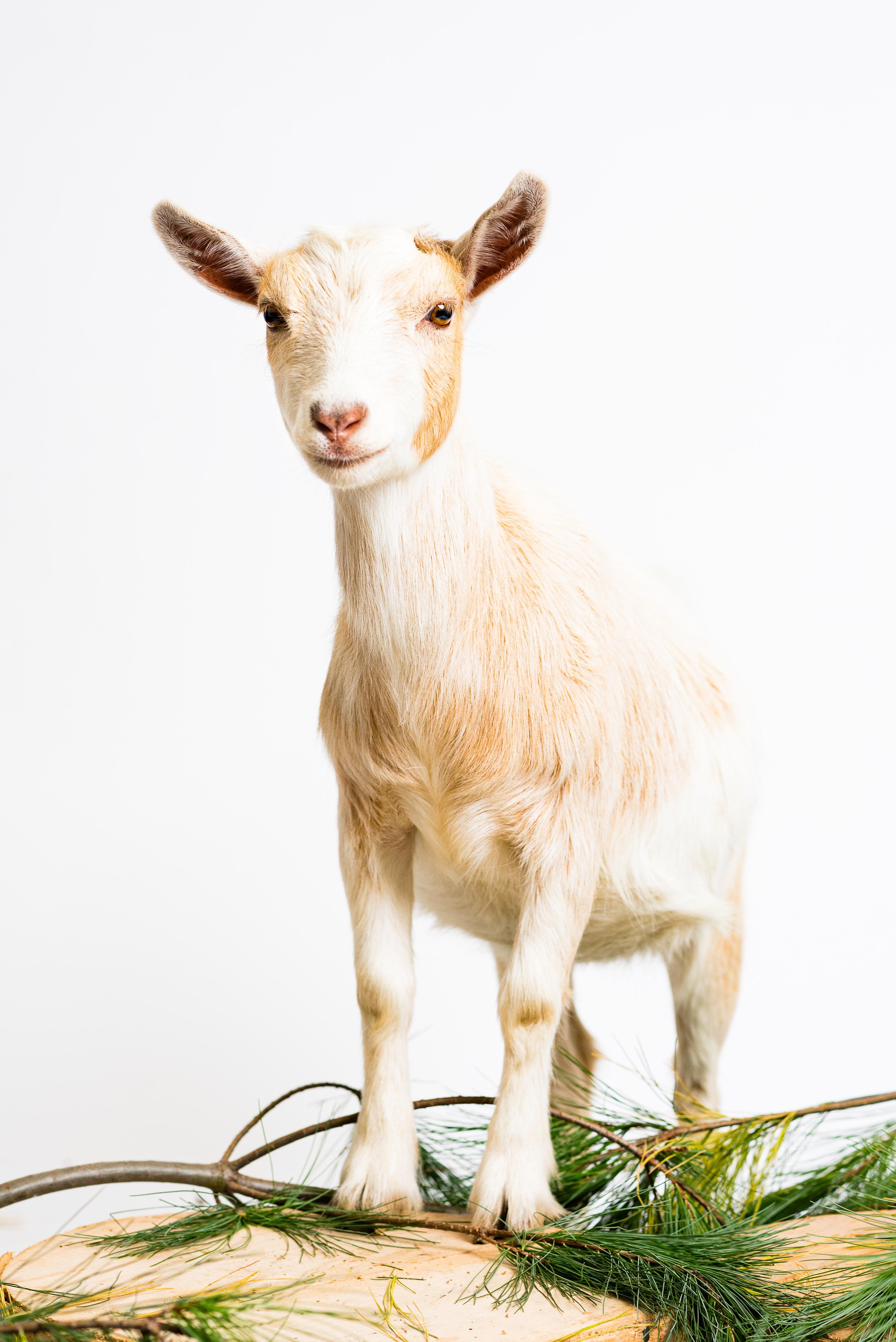 toledo goat portraits