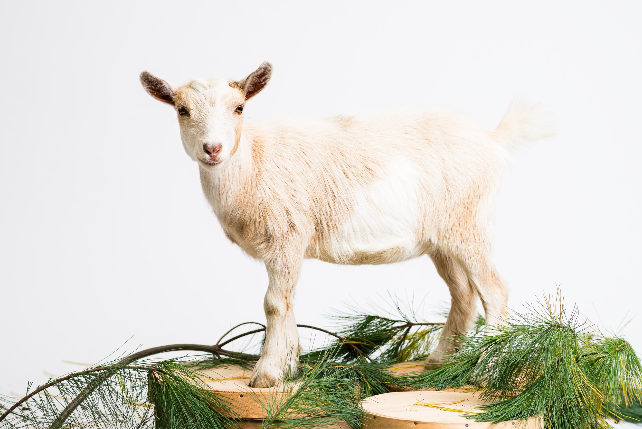 goat photoshoot 