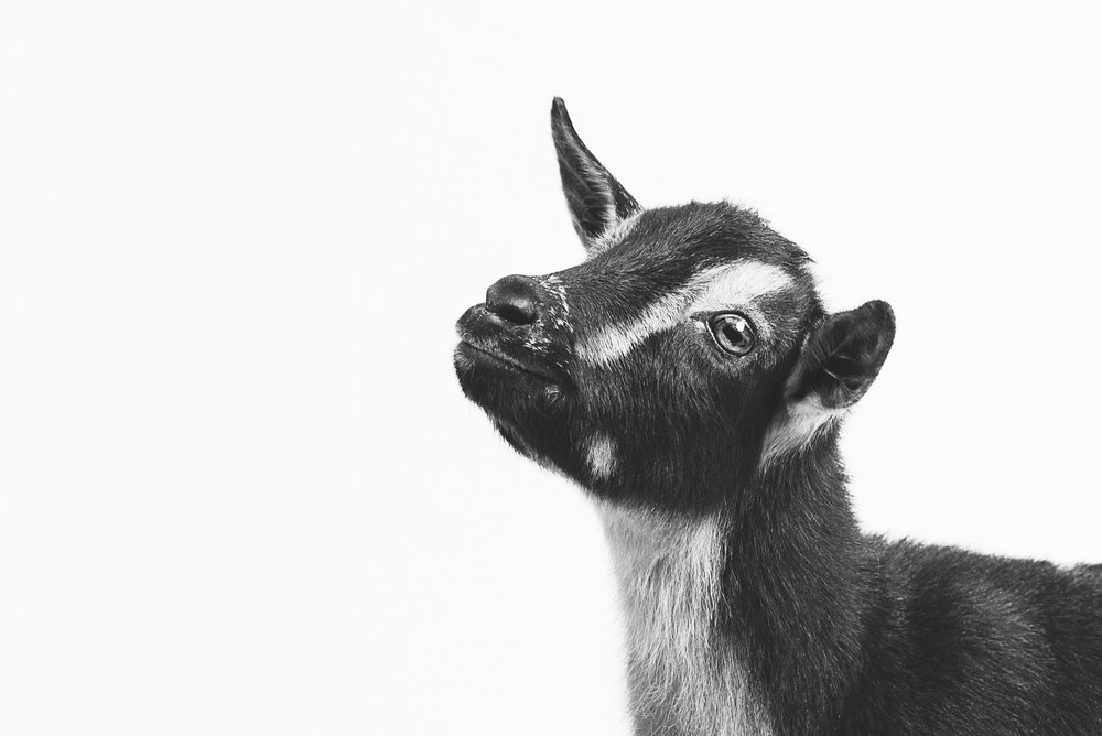 ohio goat photos 