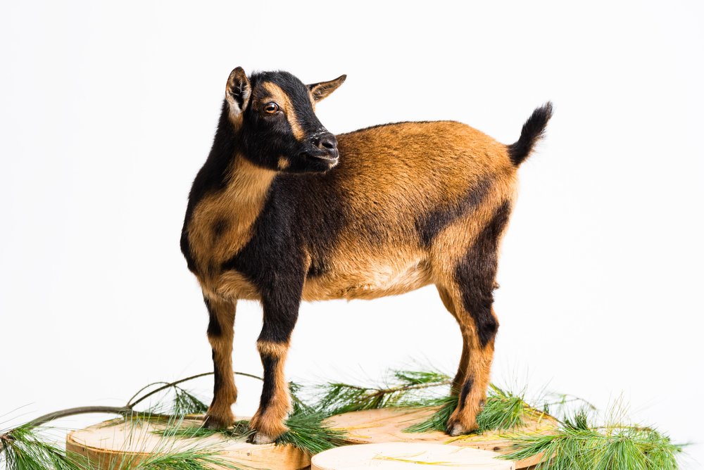 toledo goat photo session 
