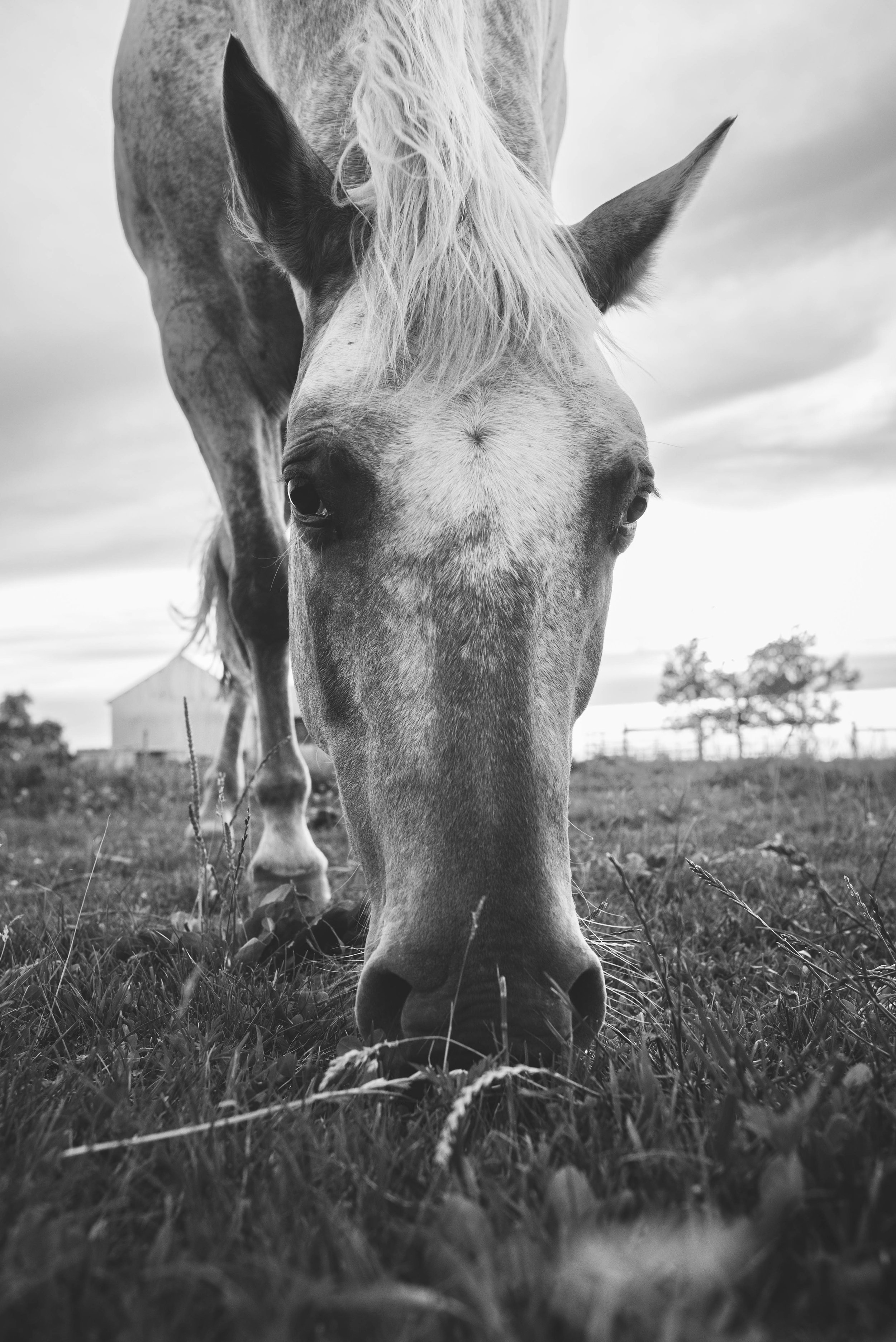 monroe michigan horse photographer
