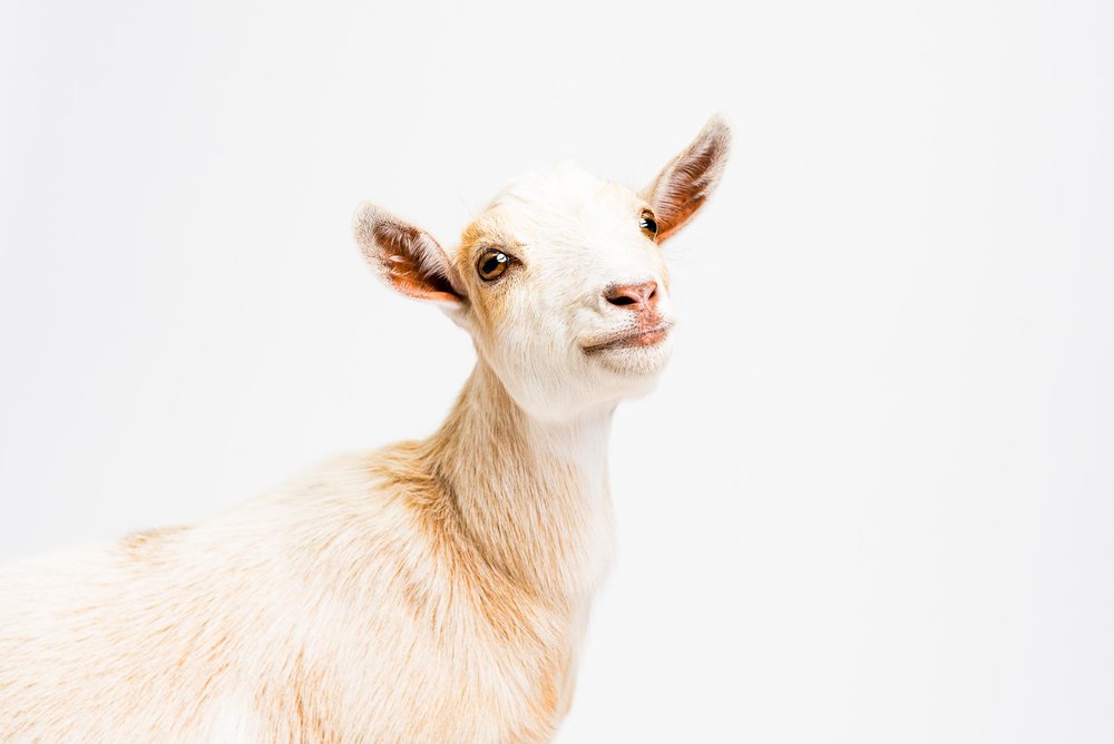 ohio goat photography 