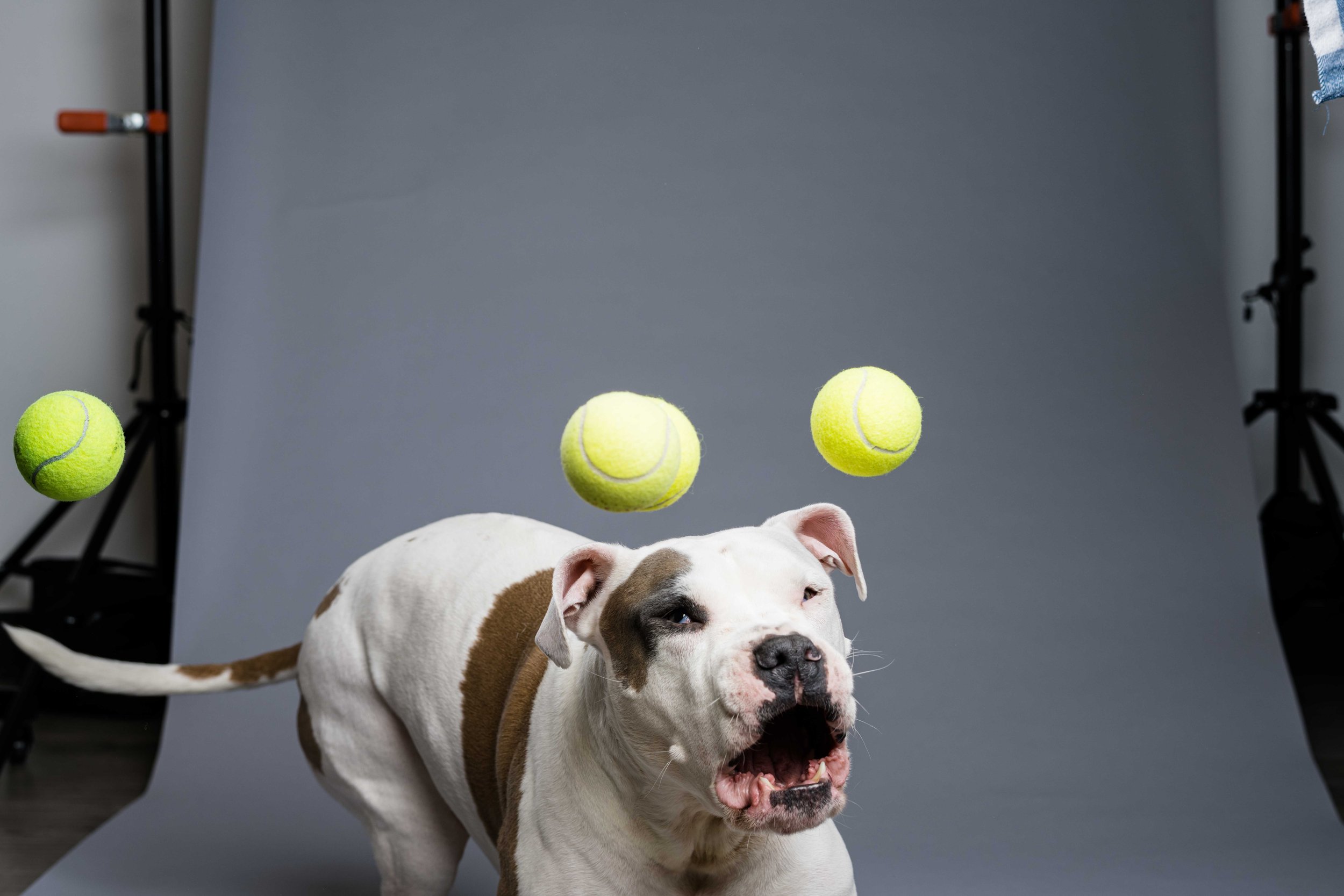 dog photography studio in toledo