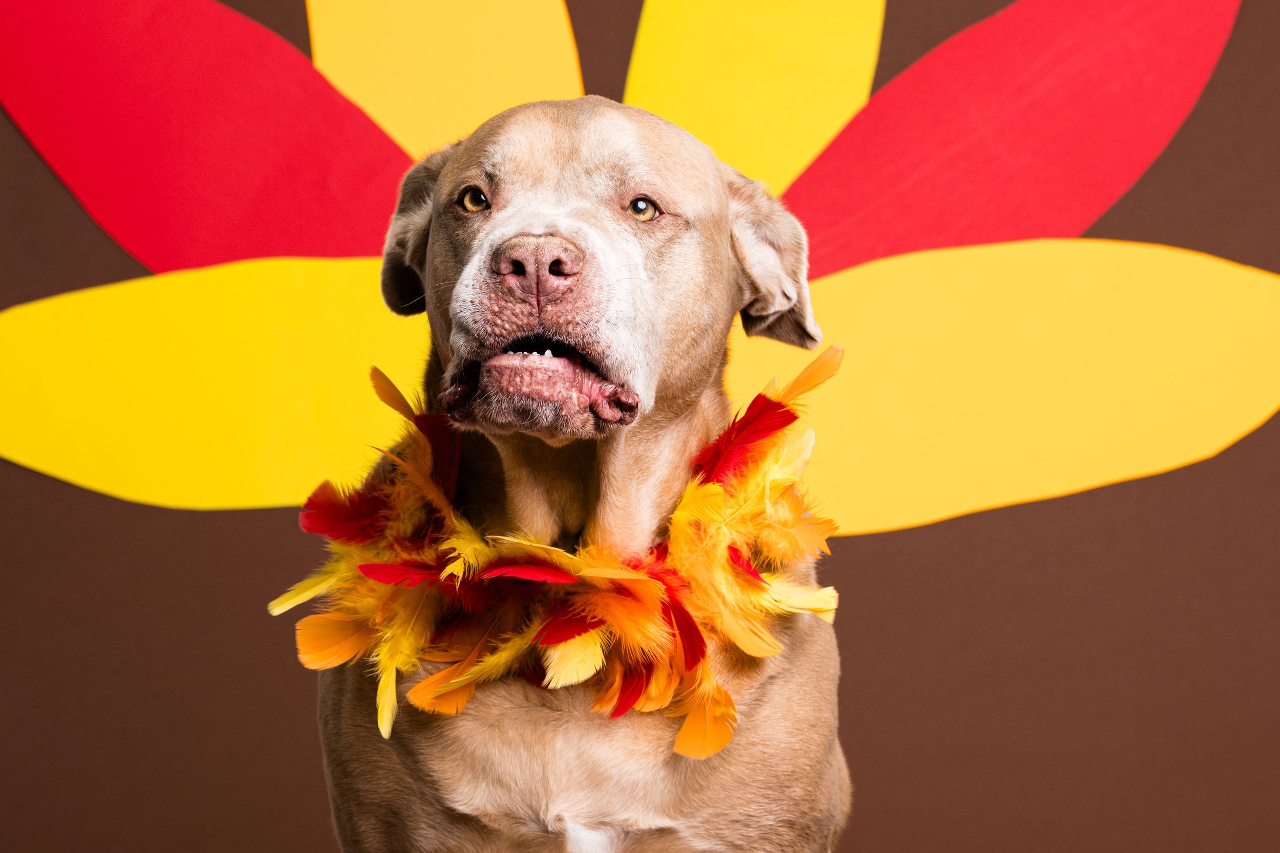 thanksgiving themed dog photos