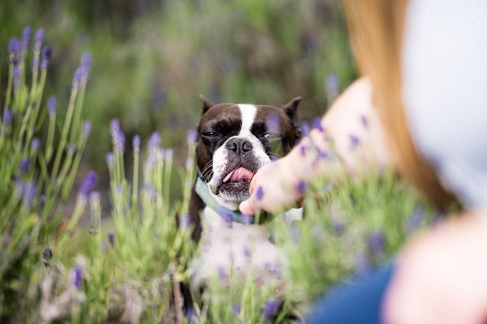 dog portraits in lavender field luckey ohio