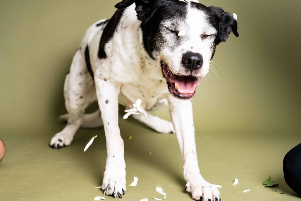 photo studio for dogs in northwest ohio