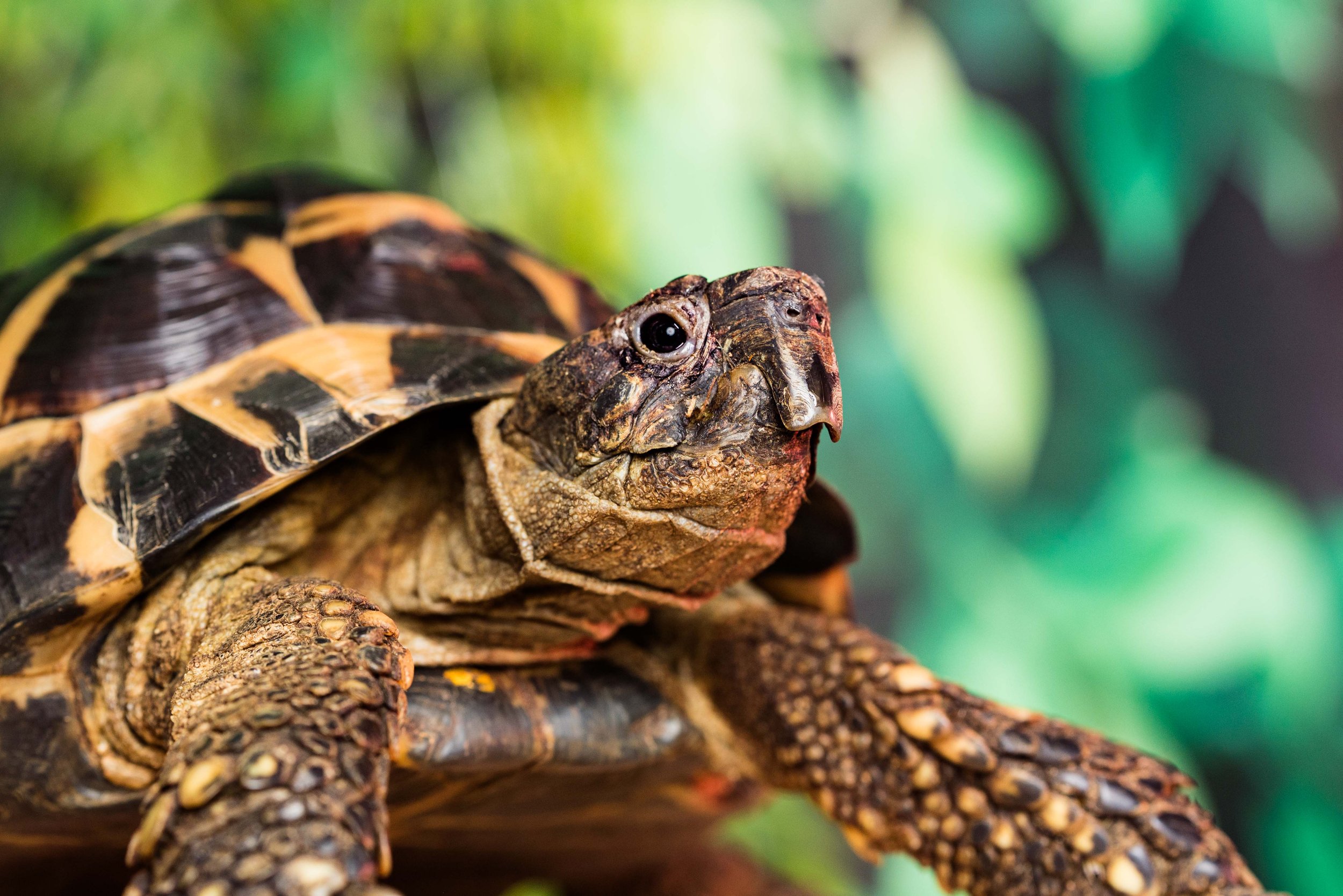 toledo ohio exotic pet photography