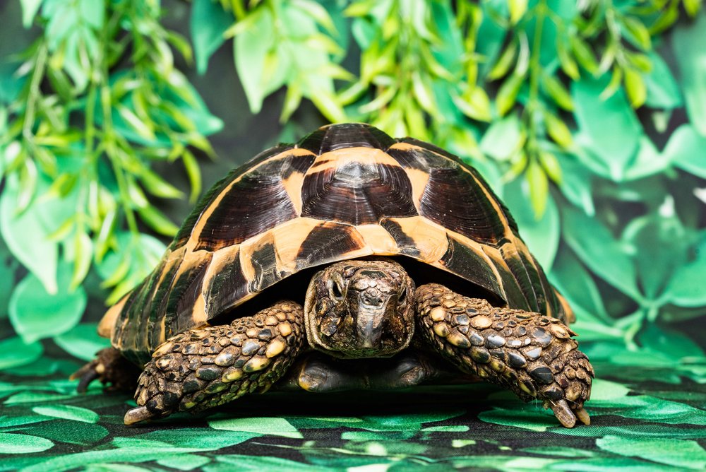tortoise photos