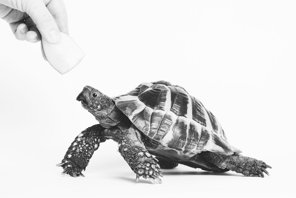 tortoise eating apple 